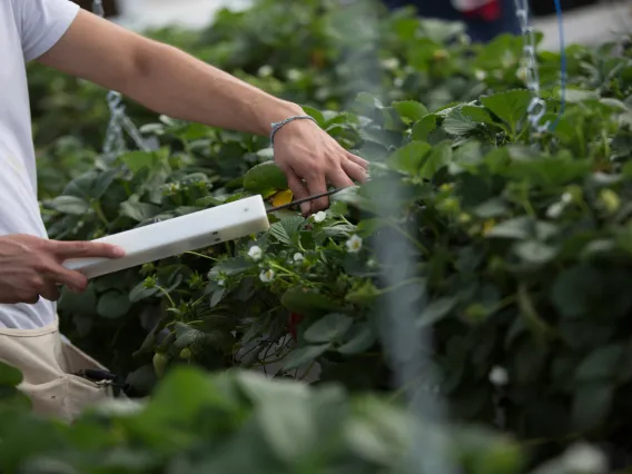 A person working with plants in a greenhouse.