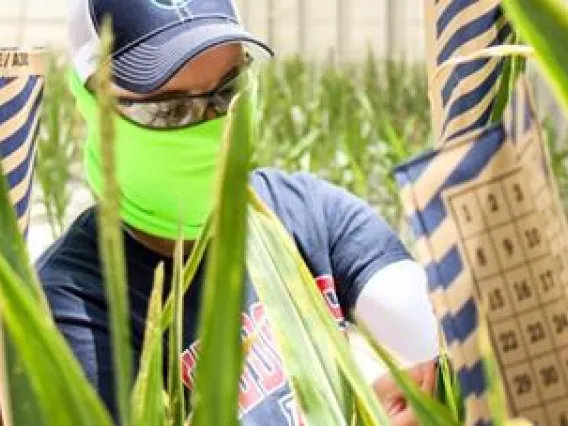 Picture of masked student working with corn