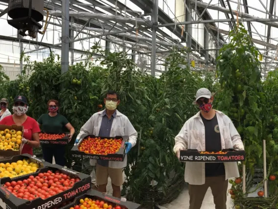 Photo of faculty and students collecting produce at CEAC.