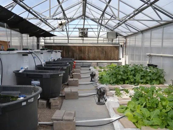 A research greenhouse at the Controlled Environment Agriculture Center.