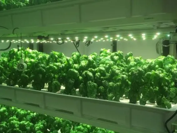 Vegetables growing in the UAg Vertical Farm