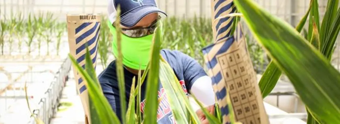 Picture of masked student working with corn