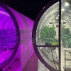 Two glass greenhouses are placed side by side with plants growing inside. The left greenhouse uses a purple light.